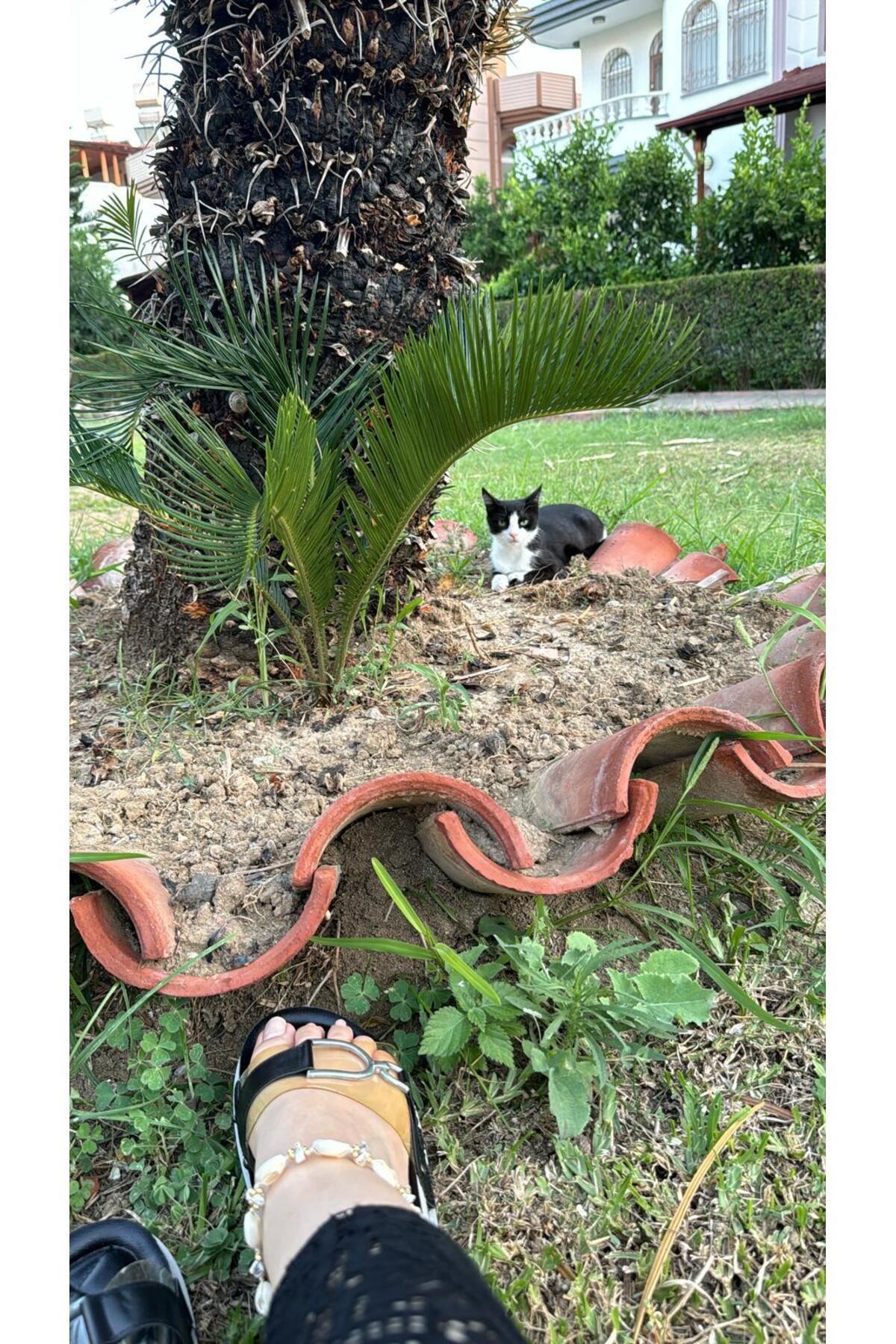 Şerit Detay , Şeffaf Tokalı Baklava Ped Üst Kalite Şık Terlik